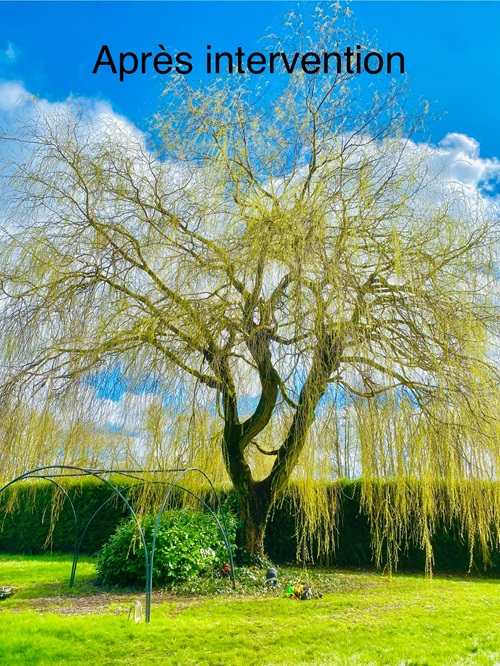 Elagage d&rsquo;un saule à NIERGNIES (59) près de Cambrai