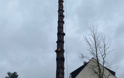Démontage et élagage d&rsquo;un pin noir d&rsquo;Autriche