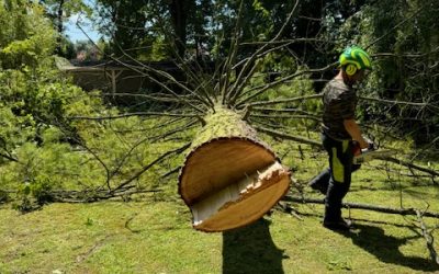 Abattage d&rsquo;un arbre dangereux