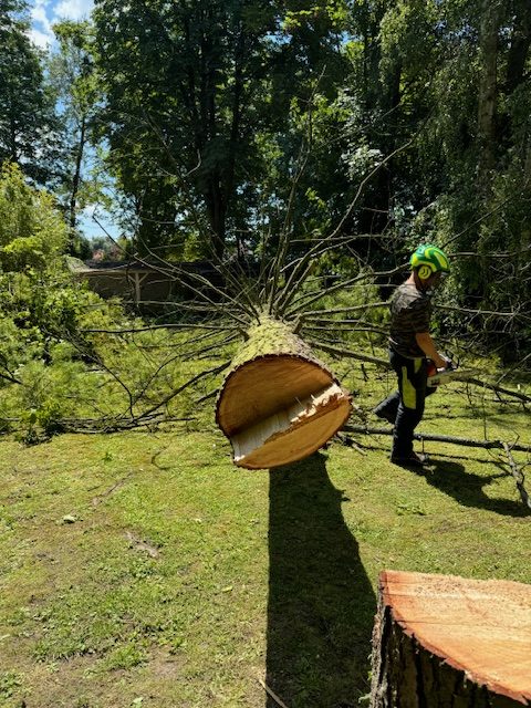 Abattage d&rsquo;un arbre dangereux