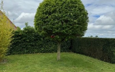 Entretien d&rsquo;un jardin avec taille et réduction d&rsquo;une haie