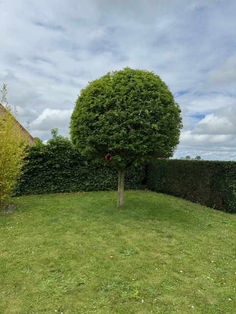 Entretien d&rsquo;un jardin avec taille et réduction d&rsquo;une haie